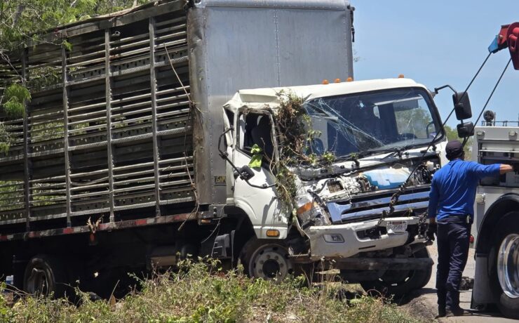 ¡Impactante! Camión con cientos de cerdos termina volcado