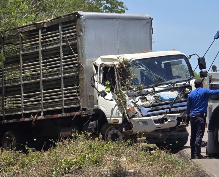 ¡Impactante! Camión con cientos de cerdos termina volcado