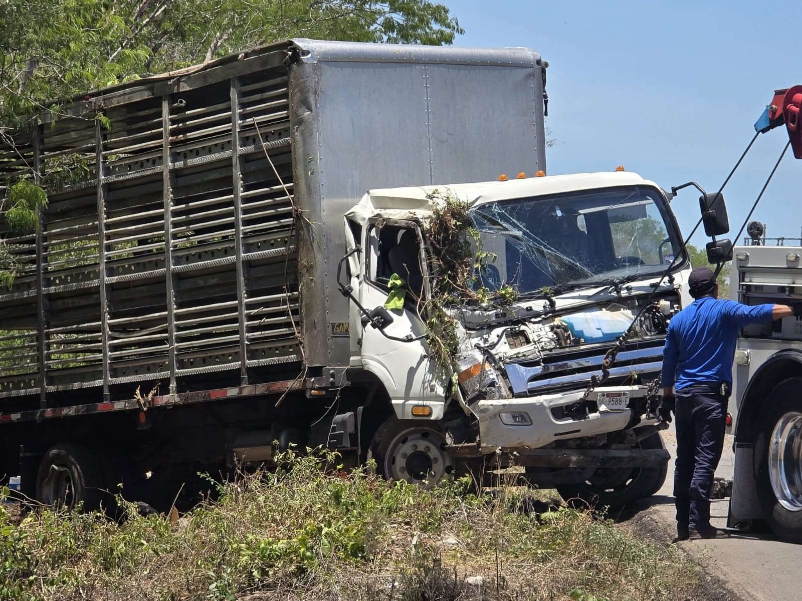 ¡Impactante! Camión con cientos de cerdos termina volcado