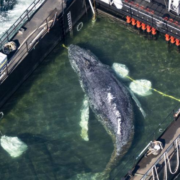 Rescatan y liberan a la ballena “Timmy” tras semanas varada