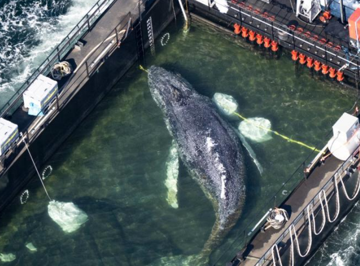 Rescatan y liberan a la ballena “Timmy” tras semanas varada