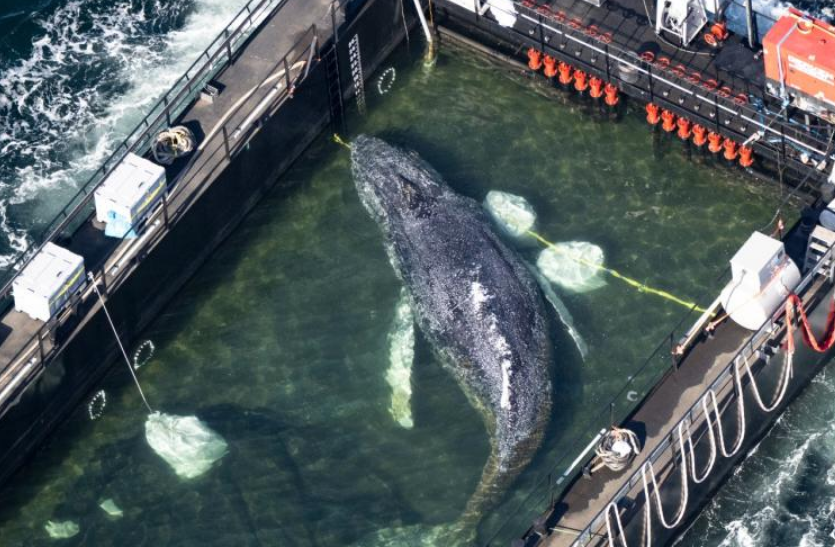 Rescatan y liberan a la ballena “Timmy” tras semanas varada
