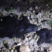 Advierten presencia de chapopote en playas de anidación
