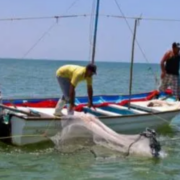 Pesca en Campeche se ve paralizada por veda y constantes derrames