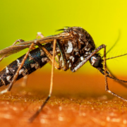 Campeche recibirá el proyecto anti dengue por parte de la UADY