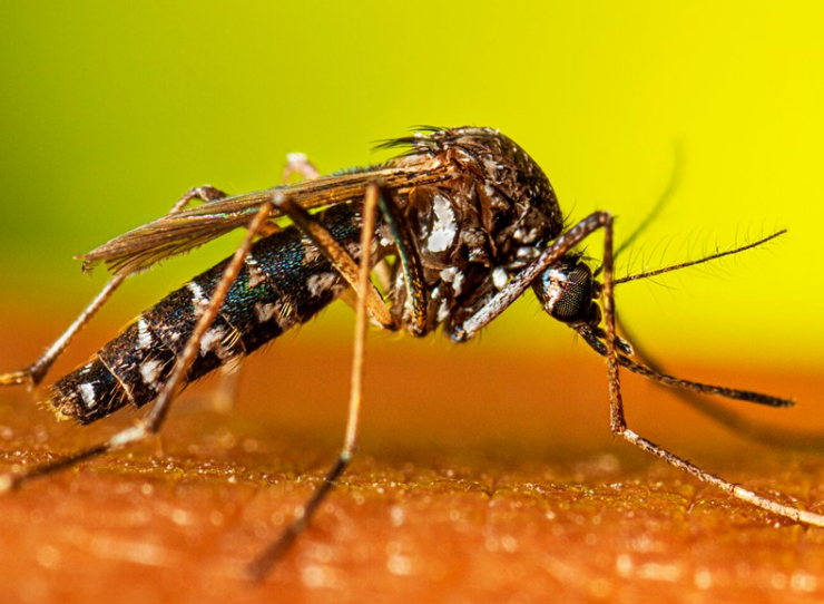 Campeche recibirá el proyecto anti dengue por parte de la UADY