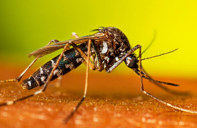 Campeche recibirá el proyecto anti dengue por parte de la UADY