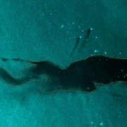 ASEA detecta manchas tras nuevo derrame impacta Campeche