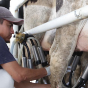“Plan Campeche” beneficia a miles con apoyos al campo