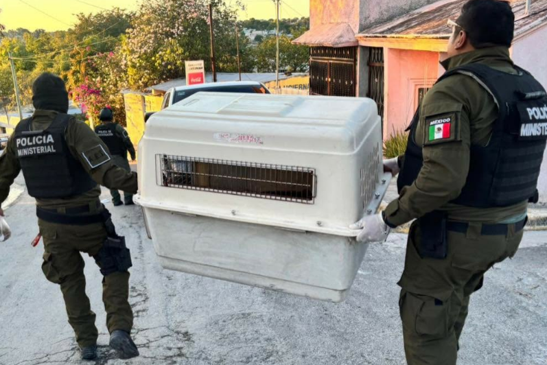 Campeche eleva a Vicefiscalía General la atención a crímenes ambientales y animales