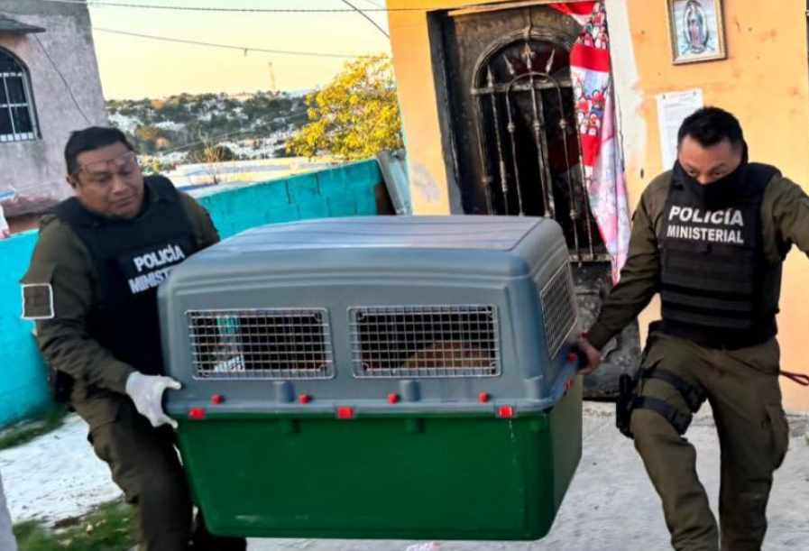 Elevan a Vicefiscalía General la protección animal