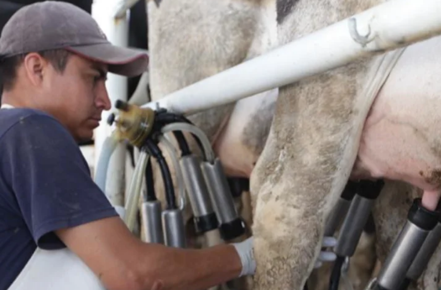 Beneficios sociales del programa Leche para el Bienestar