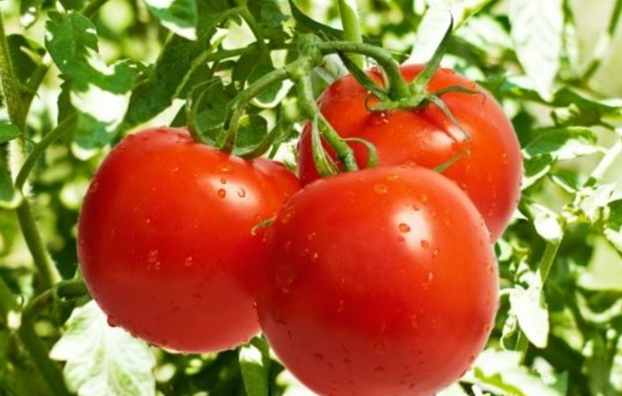 Impacto en precios agroalimentarios de México y EE.UU.