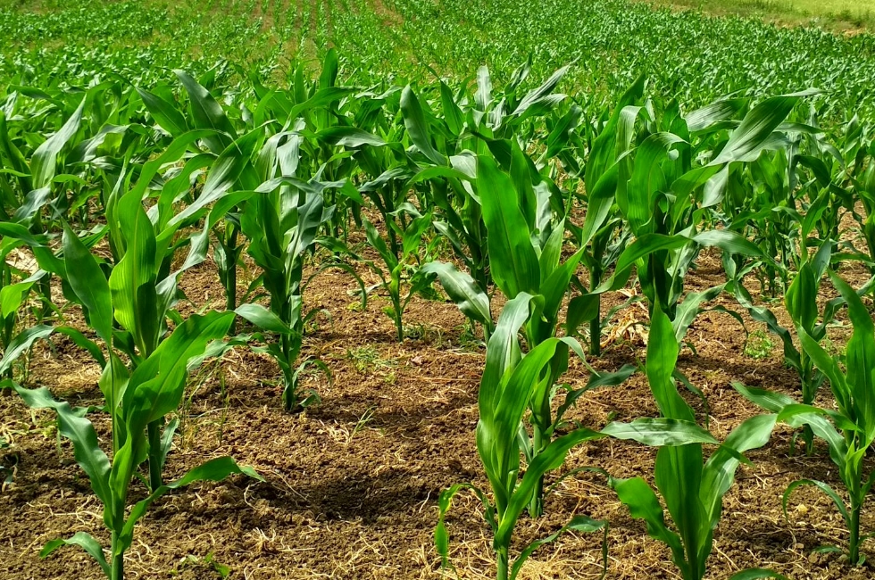 Sansores entregó semillas y fertilizantes: impacto directo en Campeche