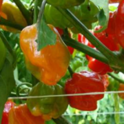Campeche se une al Consejo Peninsular para la Regulación del Chile Habanero