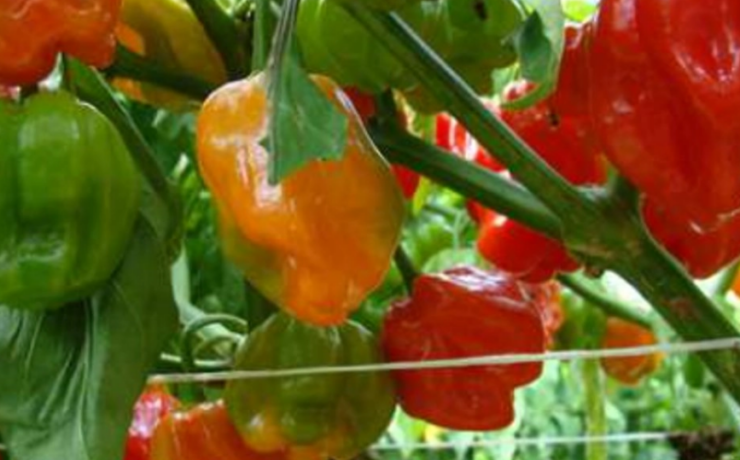 Campeche se une al Consejo Peninsular para la Regulación del Chile Habanero