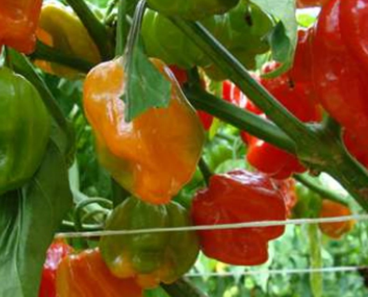 Campeche se une al Consejo Peninsular para la Regulación del Chile Habanero