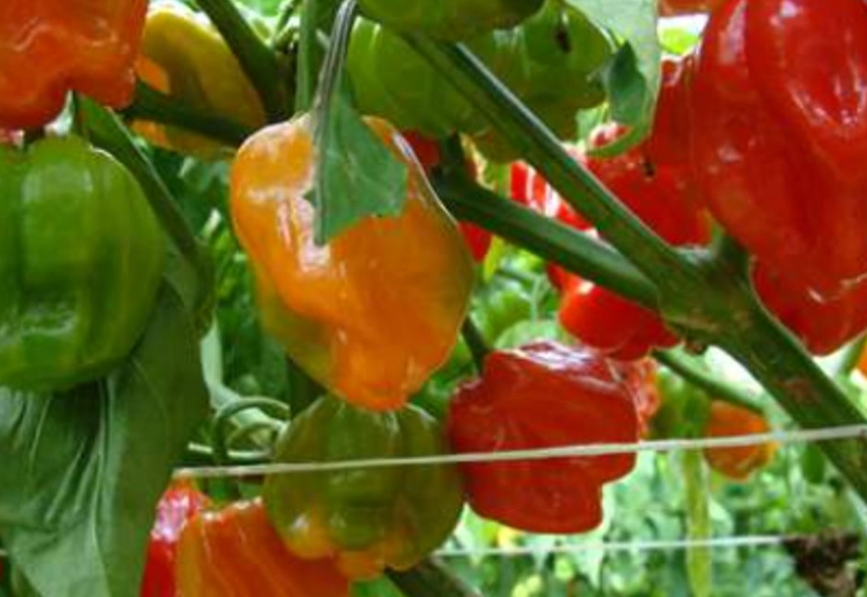 Campeche se une al Consejo Peninsular para la Regulación del Chile Habanero