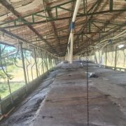 Clausura definitiva granja porcícola Yucatán retiro total animales Profepa confirma