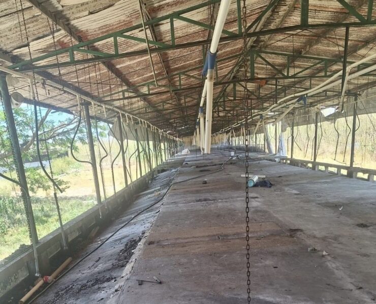 Clausura definitiva granja porcícola Yucatán retiro total animales Profepa confirma