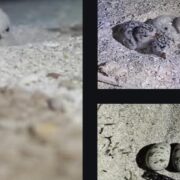 Arrancones mortales: Destruyen nidos de aves en Telchac Puerto