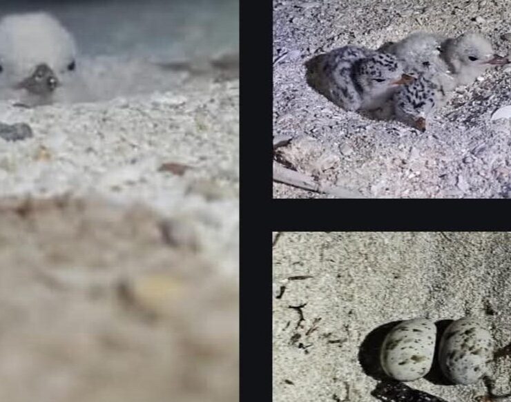 Arrancones mortales: Destruyen nidos de aves en Telchac Puerto