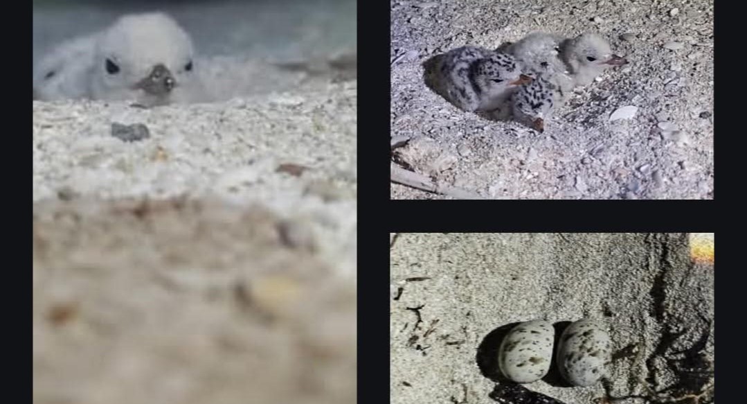 Arrancones mortales: Destruyen nidos de aves en Telchac Puerto