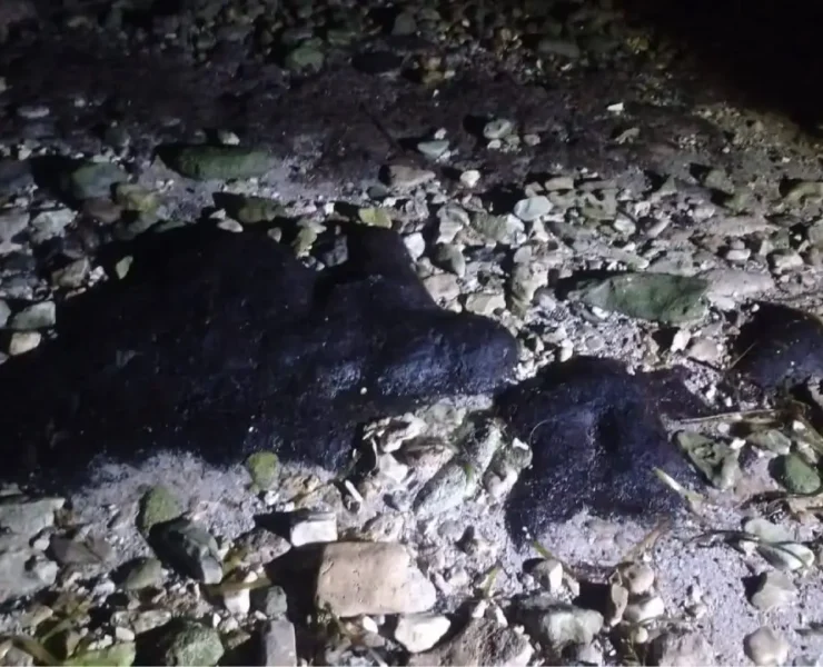 Detectaron presencia de hidrocarburos en zona de anidación de tortugas