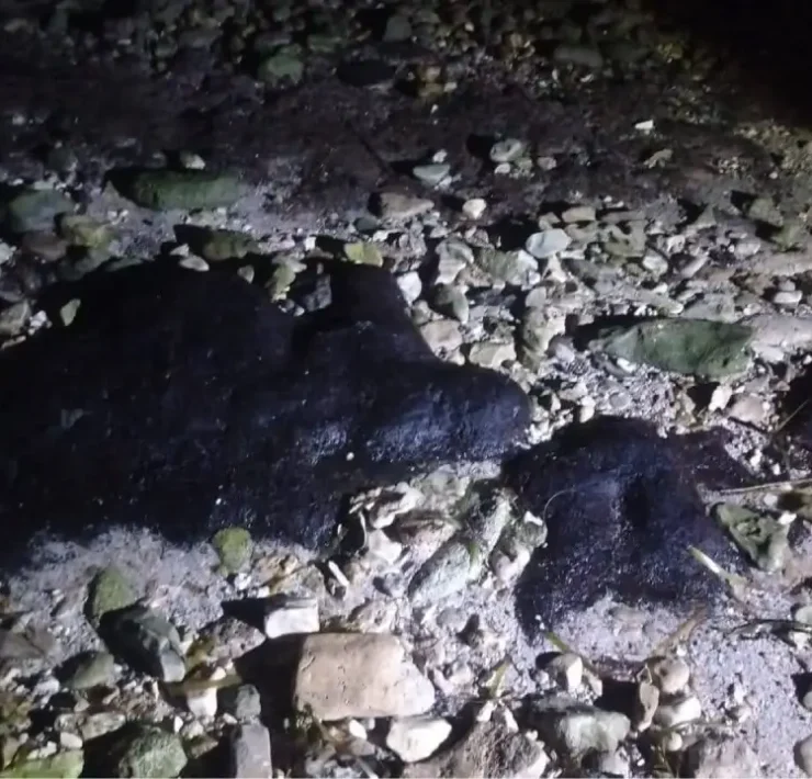 Detectaron presencia de hidrocarburos en zona de anidación de tortugas