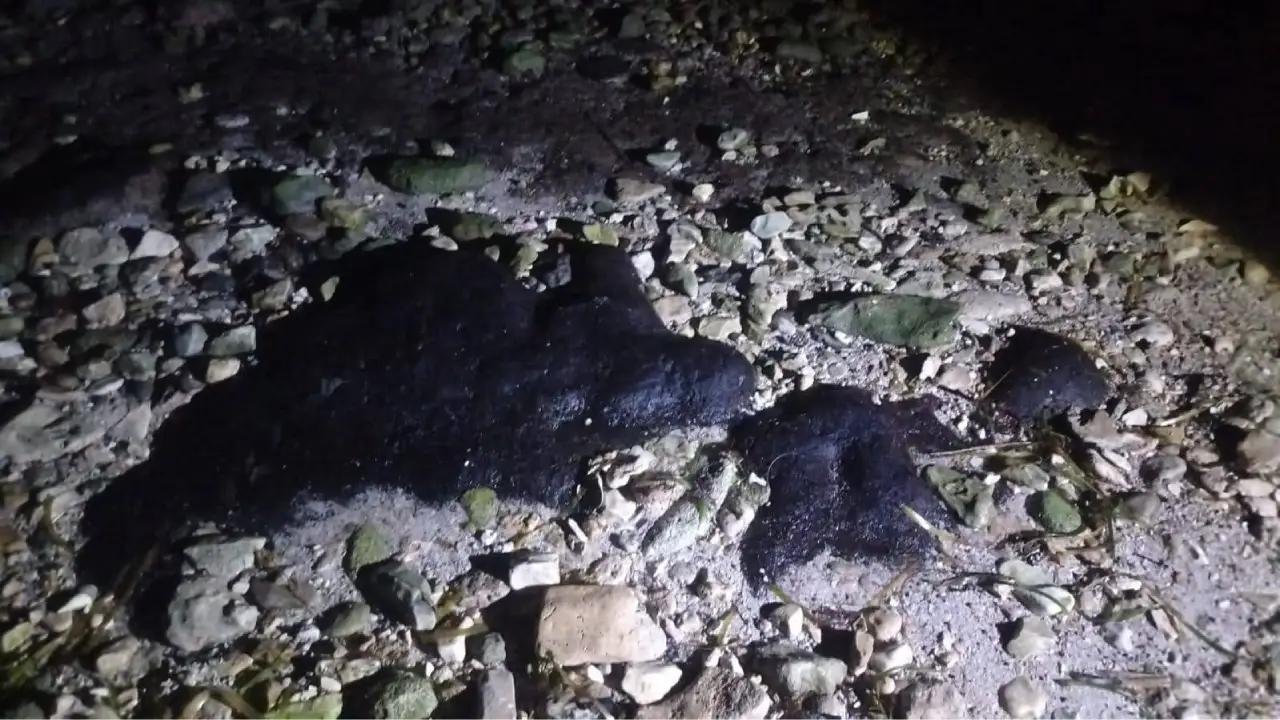 Detectaron presencia de hidrocarburos en zona de anidación de tortugas