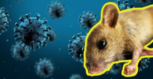 El hantavirus puede provocar graves complicaciones respiratorias; especialistas recomiendan extremar precauciones al limpiar espacios cerrados con presencia de roedores.