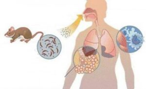 El origen del virus Hantavirus continúa siendo tema de preocupación mundial debido a sus peligrosos síntomas y la facilidad de contagio en zonas contaminadas por roedores.