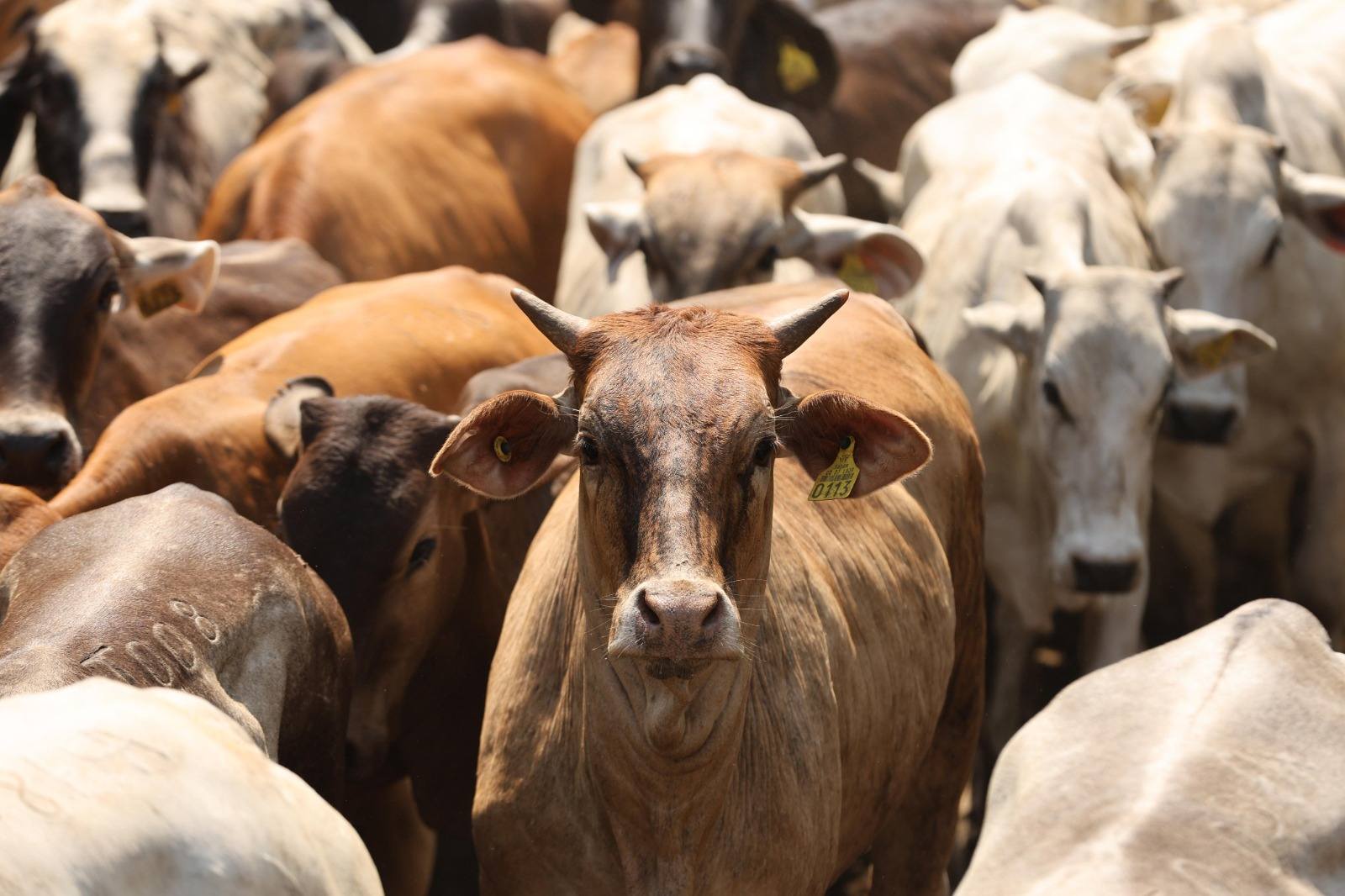 Inversión histórica impulsa al campo