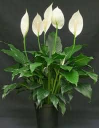 El lirio de la paz es una planta elegante y significativa, perfecta para regalarle a mamá un detalle lleno de armonía y vida.