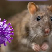 Origen del virus Hantavirus y cómo surgió esta enfermedad