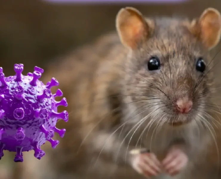 Origen del virus Hantavirus y cómo surgió esta enfermedad