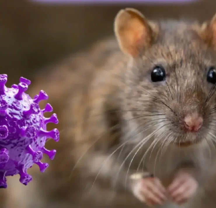 Origen del virus Hantavirus y cómo surgió esta enfermedad