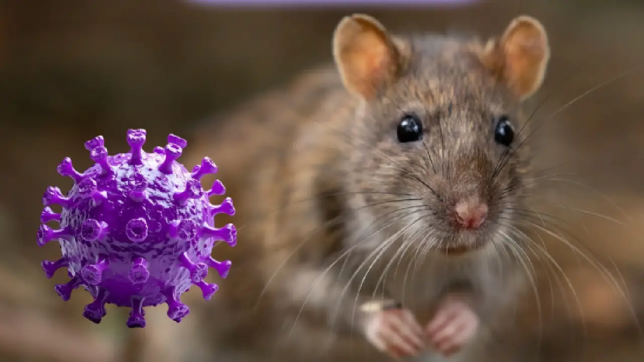 Origen del virus Hantavirus y cómo surgió esta enfermedad