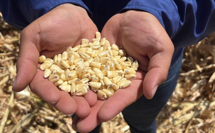 Productores de maíz en Sinaloa