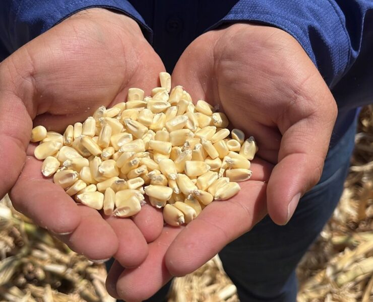Productores de maíz en Sinaloa