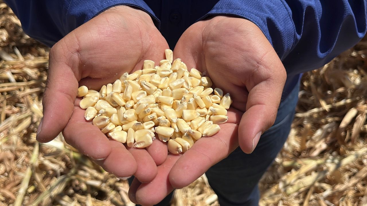 Productores de maíz en Sinaloa