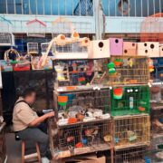 Impacto Total: Profepa asegura 34 ejemplares de fauna silvestre en mercado Mérida