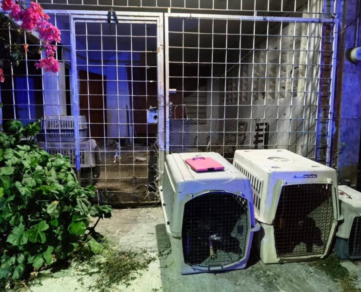 Maltrato Animal: Rescatan Cinco Caninos en Othón P. Blanco