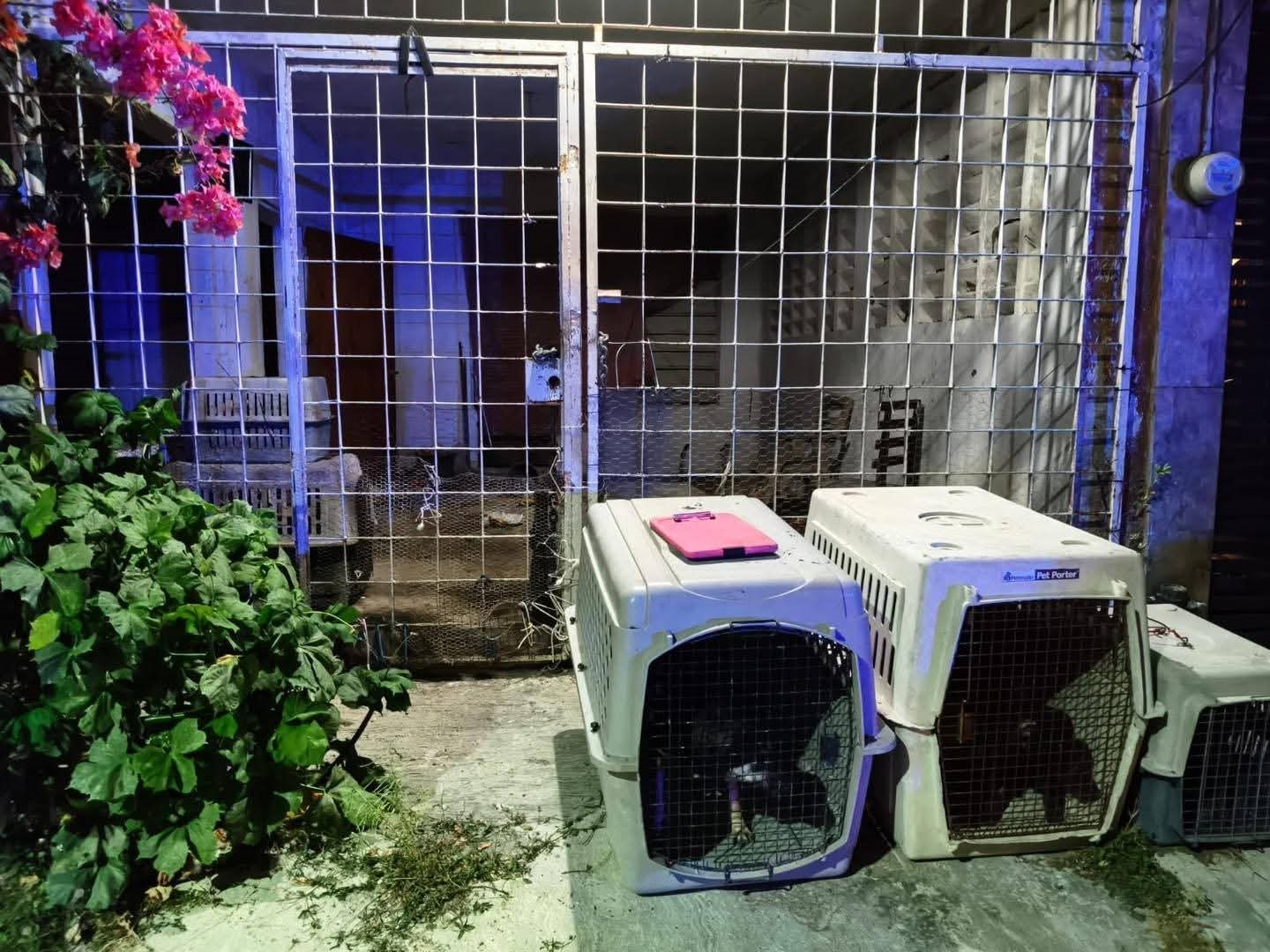 Maltrato Animal: Rescatan Cinco Caninos en Othón P. Blanco