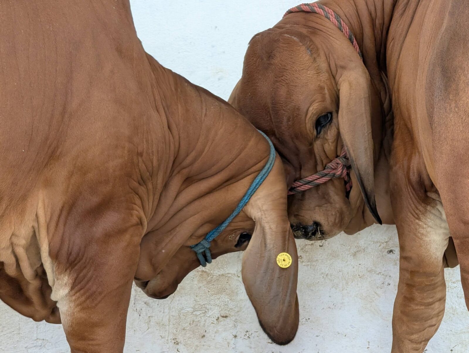 Tabasco lidera calidad genética bovina