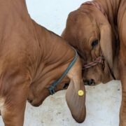 Tabasco lidera calidad genética bovina