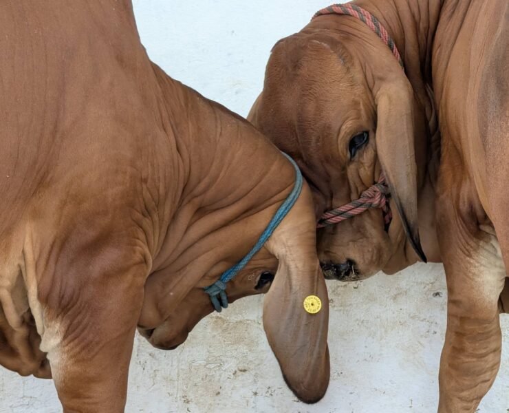 Tabasco lidera calidad genética bovina