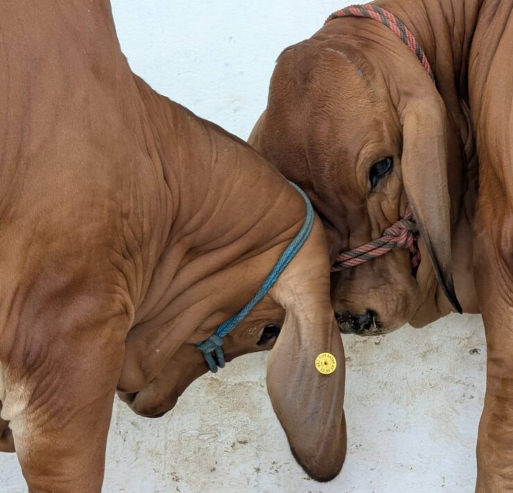 Tabasco lidera calidad genética bovina