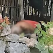 Impactante muerte en Maxcanú: enjambre de abejas cobra la vida de adulto mayor