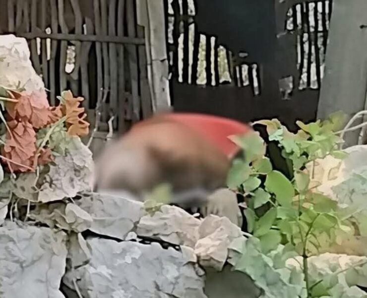 Impactante muerte en Maxcanú: enjambre de abejas cobra la vida de adulto mayor